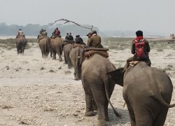 जङ्गली हात्ती गोविन्देलाई मात नियन्त्रण गर्ने औषधि दिइयो 